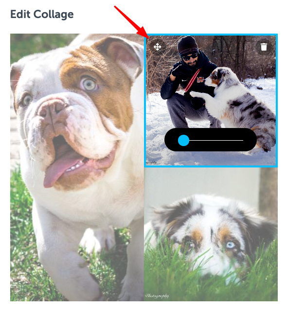 screenshot of three images arranged in a collage with the upper right-hand image highlighted by a blue box to show it is selected. A red arrow points to a crossed arrows icon in the upper left-hand corner of the highlighted image